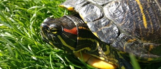Ja till jakt på invasiva sköldpaddor 