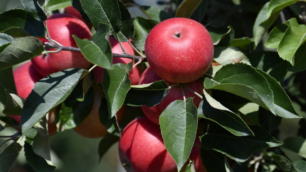 Trädgården full av äpplen? Vill du veta sorten, så kan du ta med dig frukter till Rådhustorget under lördagen.